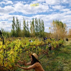 Vendimia de otoño en Cielos de Gualjaina
